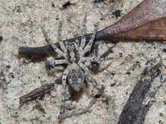 Tetralycosa