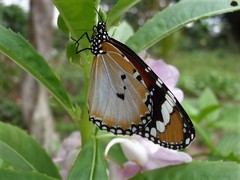 Danaus chrysippus chrysippus