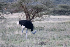 Struthio molybdophanes