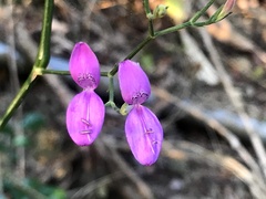 Hypoestes cumingiana