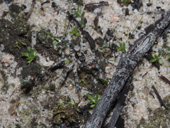 Tetralycosa