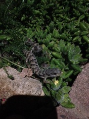 Elgaria multicarinata