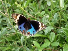Junonia orithya wallacei