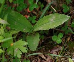 Galearis camtschatica