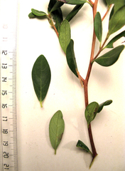Diospyros dichrophylla