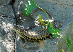Heremites auratus