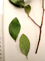 Diospyros dichrophylla