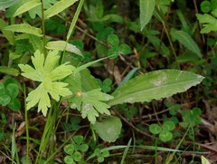 Galearis camtschatica