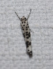 Yponomeuta pustulellus