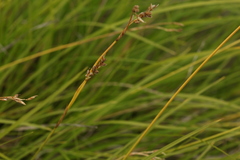 Carex pediformis