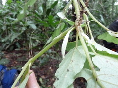 Begonia fusialata image