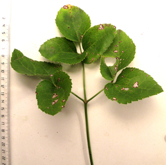 Knowltonia vesicatoria