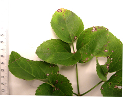 Knowltonia vesicatoria