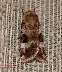 Ariathisa abyssinia