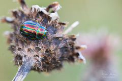 Chrysolina cerealis
