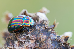 Chrysolina cerealis