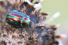 Chrysolina cerealis