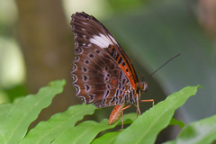 Cethosia cydippe