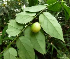 Phyllanthus profusus