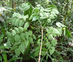 Phyllanthus profusus