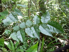 Phyllanthus profusus