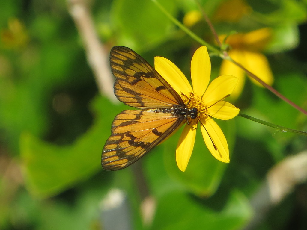 Black-lined Acraea