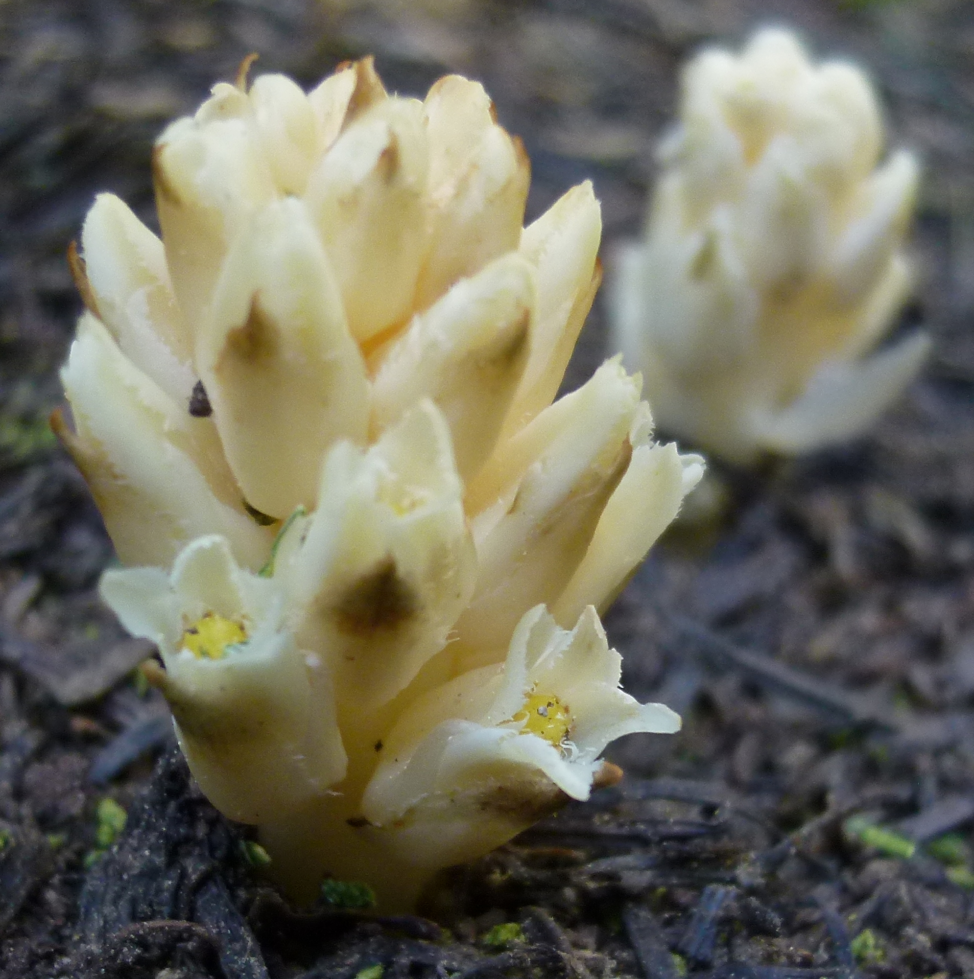 Pleuricospora