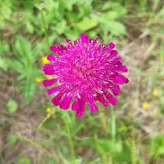 Knautia macedonica