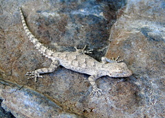 Mediodactylus