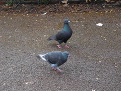 Columba livia domestica