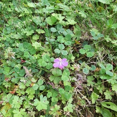 Geranium × cantabrigiense