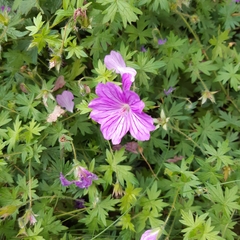 Geranium × cantabrigiense