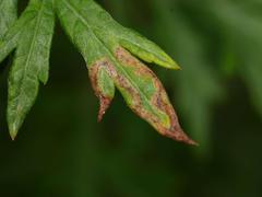 Liriomyza demeijerei