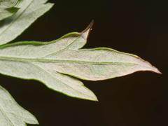 Liriomyza demeijerei