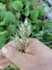 Helictochloa hookeri