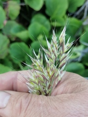 Helictochloa hookeri