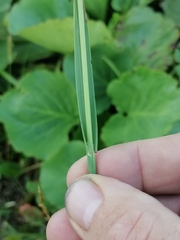 Helictochloa hookeri