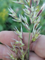 Helictochloa hookeri