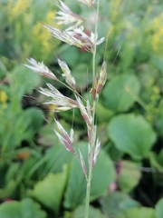 Helictochloa hookeri