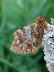 Boloria altaica