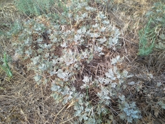 Astragalus arnacantha