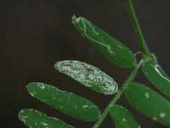 Liriomyza congesta