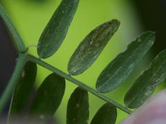 Liriomyza congesta