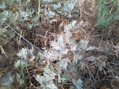 Astragalus arnacantha