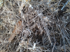 Astragalus arnacantha