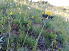 Pilosella dublitzkii
