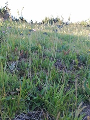 Pilosella dublitzkii