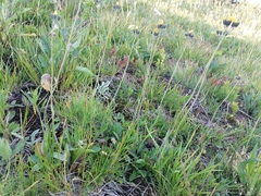 Pilosella dublitzkii