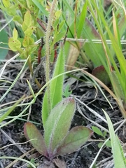 Pilosella dublitzkii