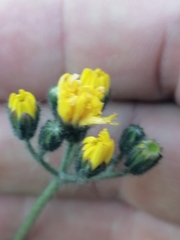 Pilosella dublitzkii